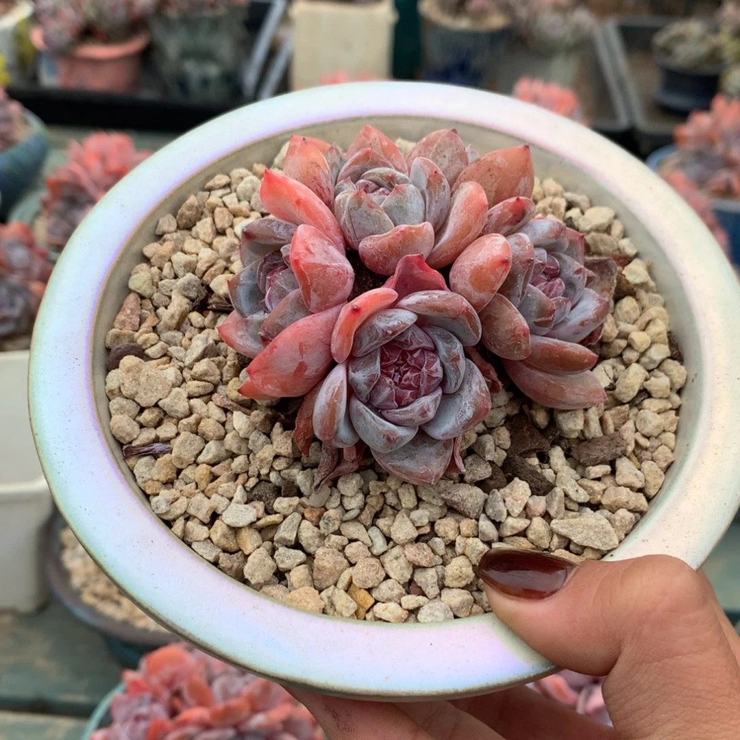 石榴籽无砍小脸花花