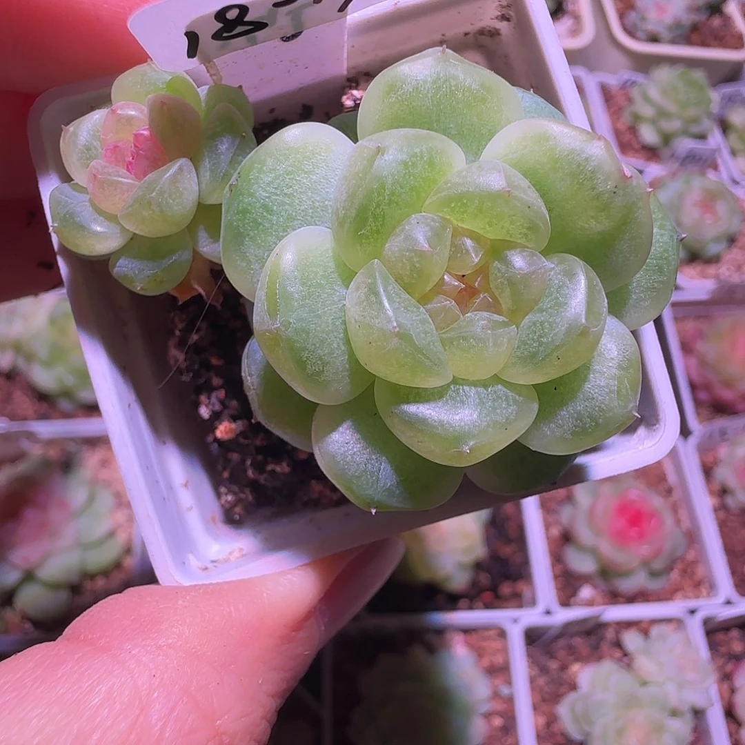 18-19福利甜心竹马双头