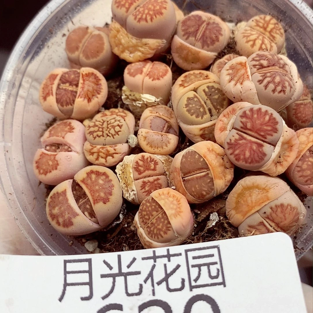 我还想和他们出去逛逛逛逛620