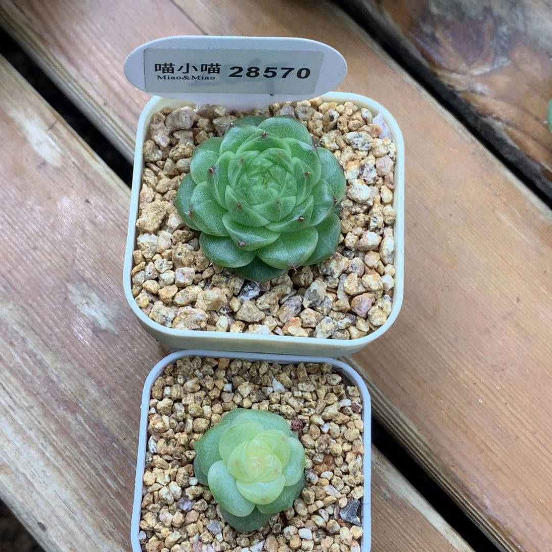 L****多肉植物杂交珍妮
