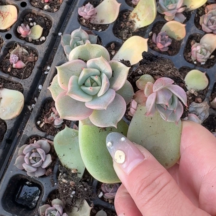 陌***。贝加尔湖一物一拍
