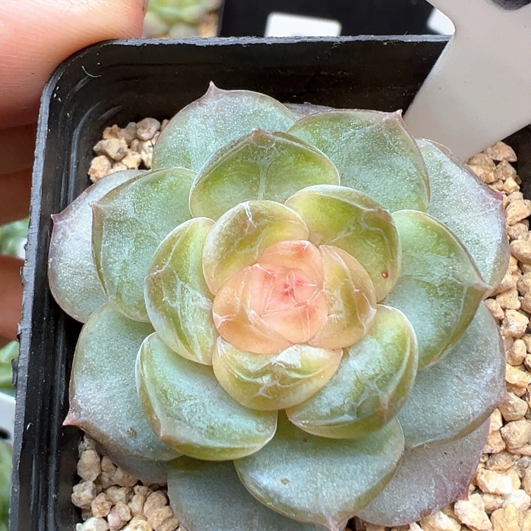 620号风花雪月系列芙蓉