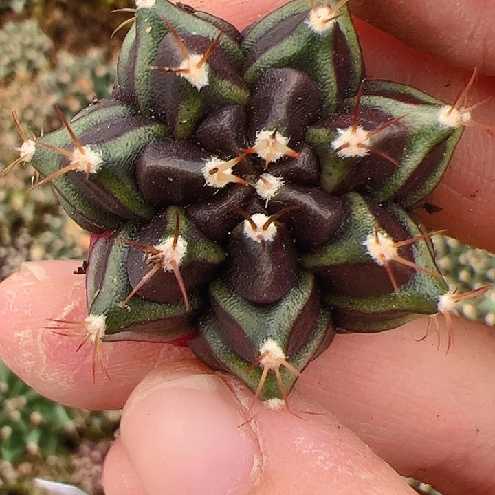 *****当前无花栽培后可以开花