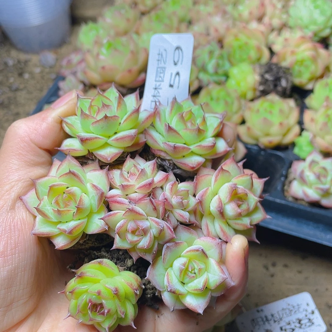 多肉植物多肉植物559