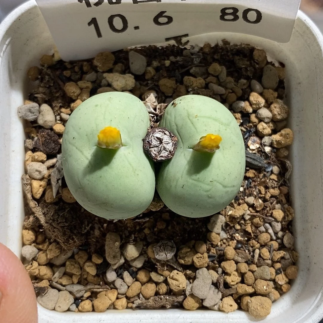 1006-80-鸽子蛋福利。