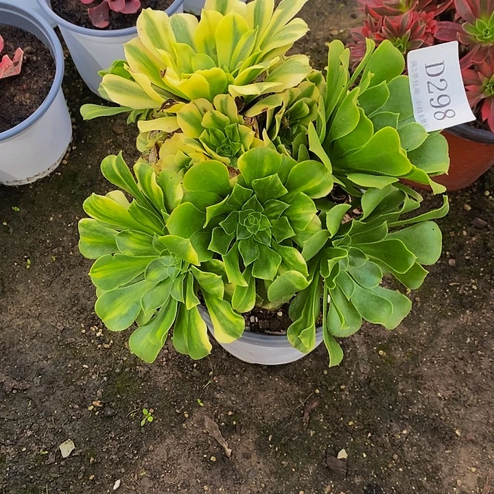 298五彩琉璃多肉法师锦