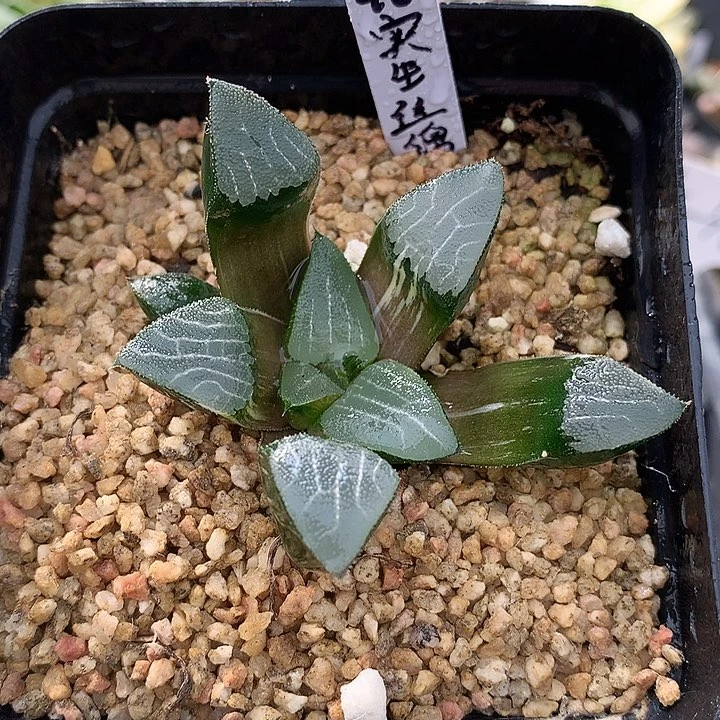 实生丝锦克一物一拍