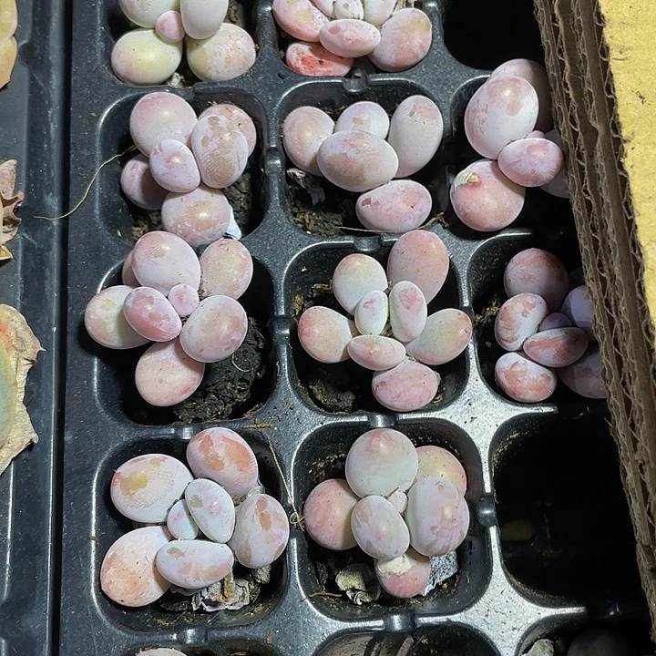 小雪奶酪1元带土