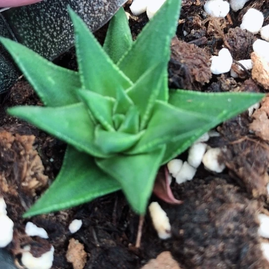松塔掌硬叶多肉植物