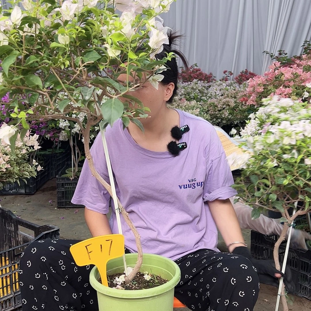 阿***彩大部分花苞少量开放F17苹果花