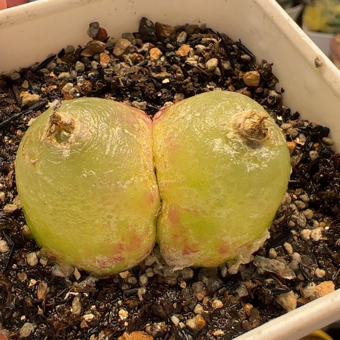 552多肉植物组合