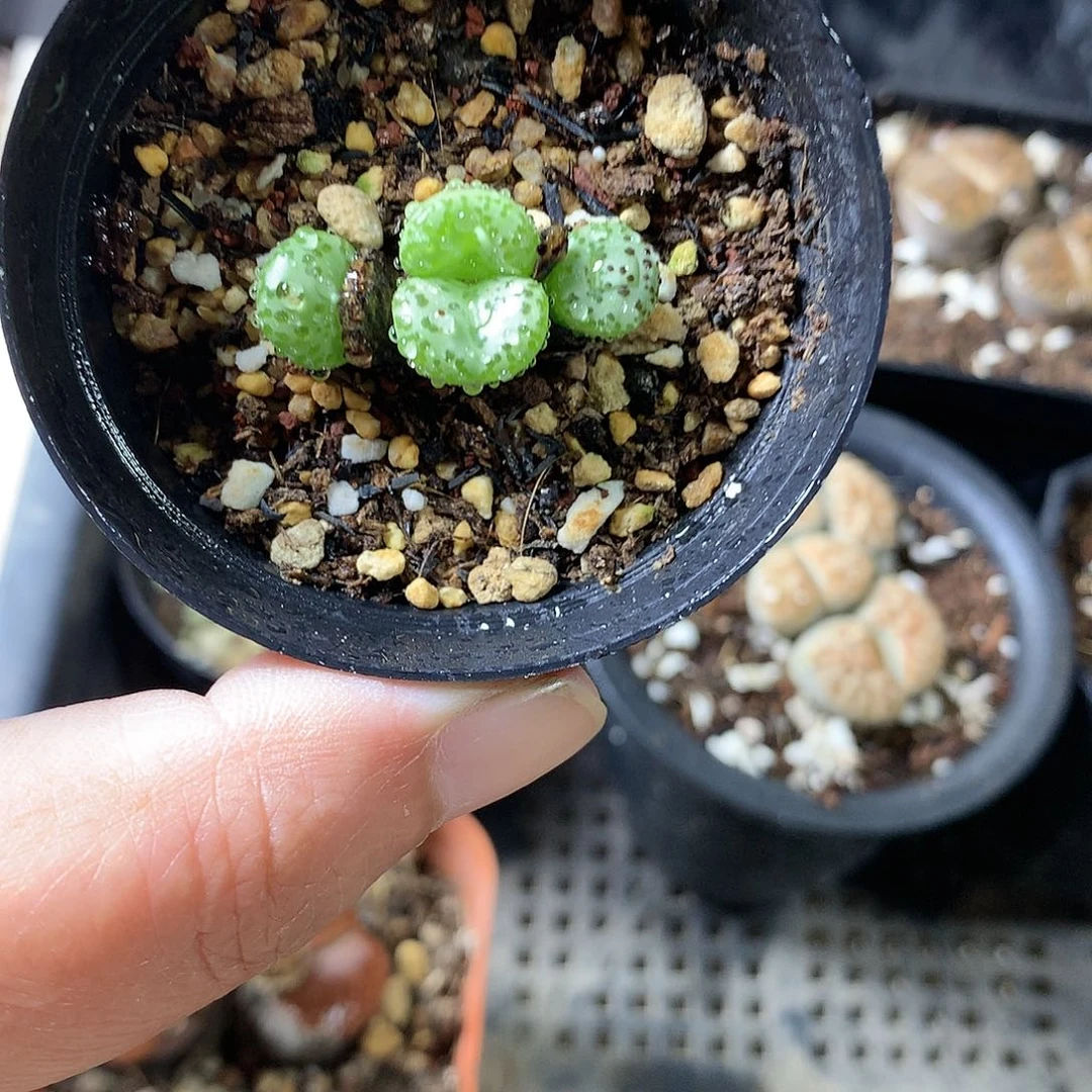 K402多肉植物保护