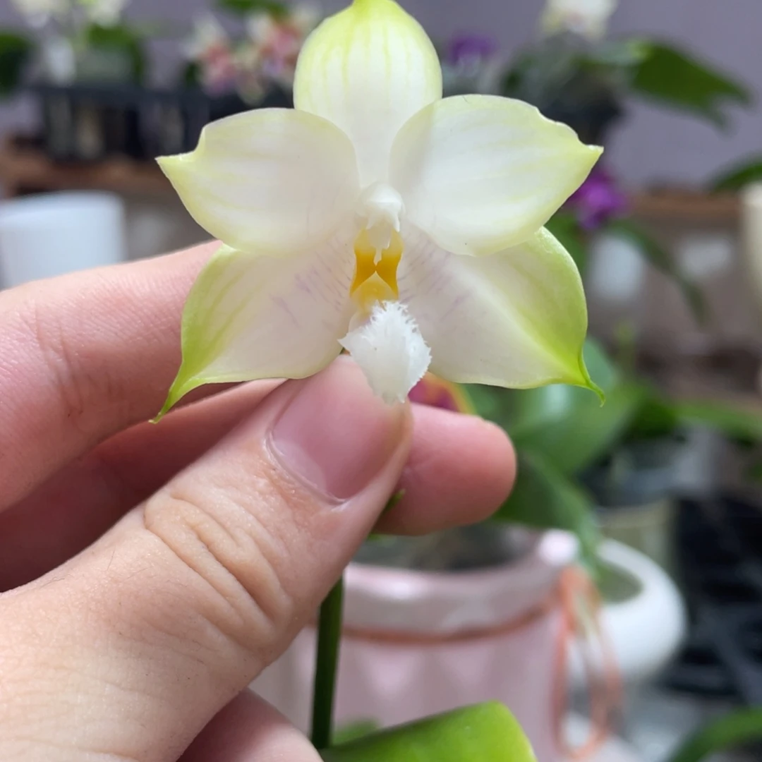 完全开放16叶瑕花期不保