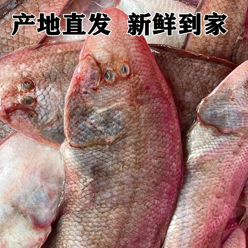 海鲜  野生龙利鱼新鲜舌头鱼踏板鱼舌鳎米鱼鳎目鱼 精品海鲜