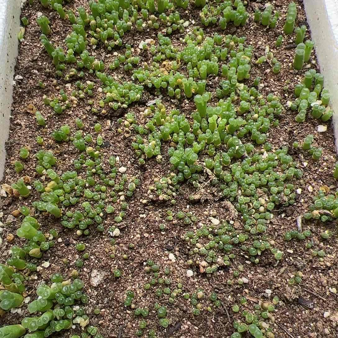 【闪购商品】86 清箱