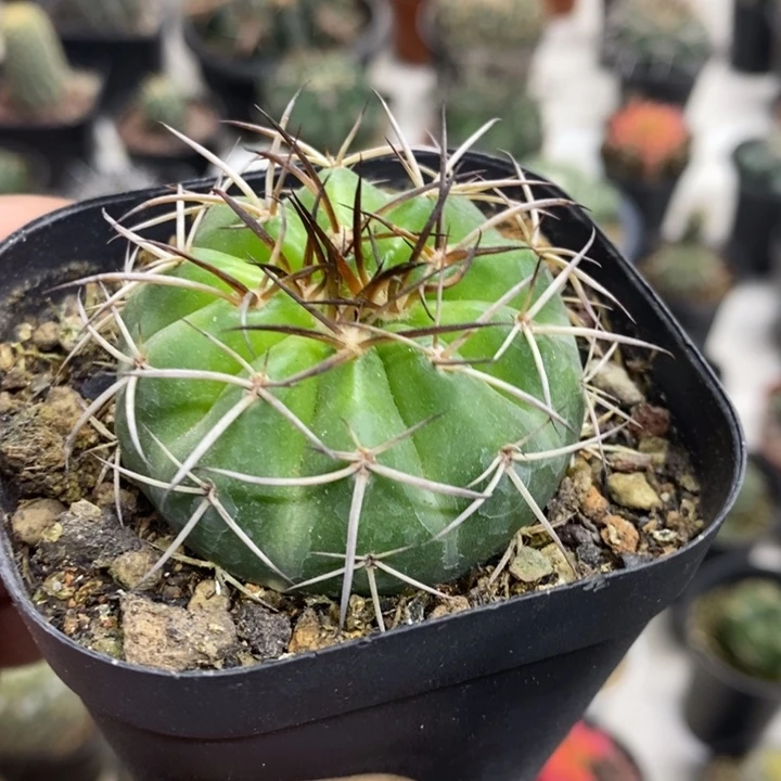 实生圆盘玉特价福利