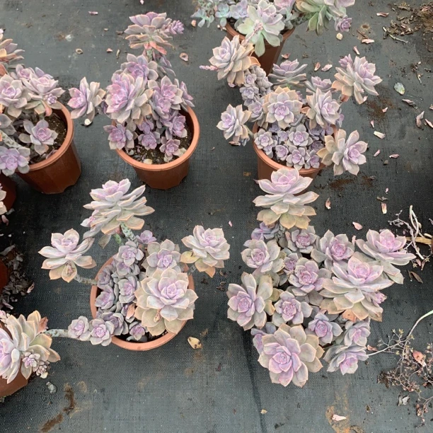 胖哥多肉：地栽紫乐 好看好养