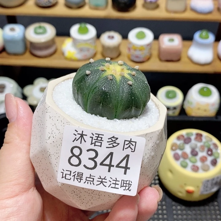 带盆土植物 精美盆栽 8344