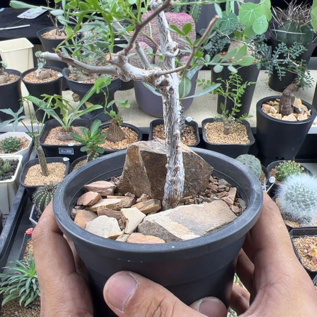 象足漆树实生一物一拍带盆发