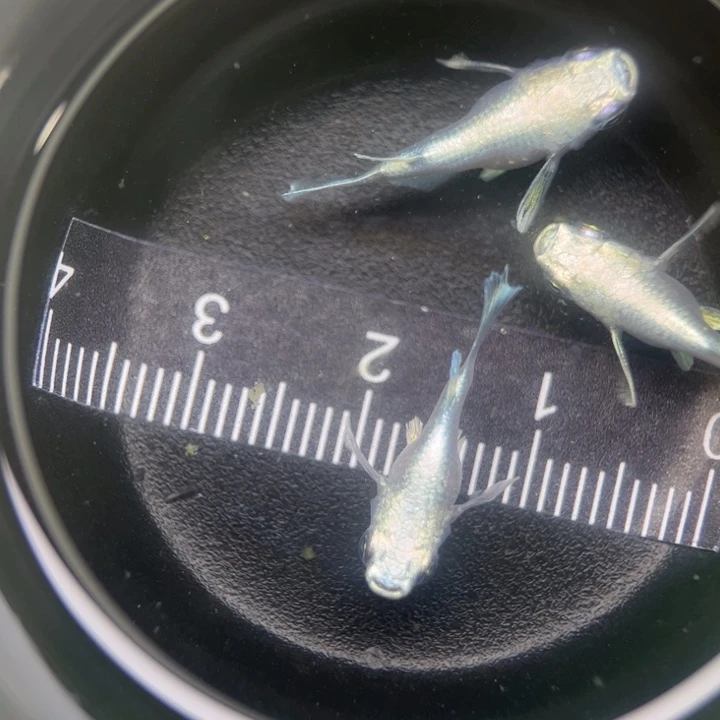 海水阿玲青鳉49号