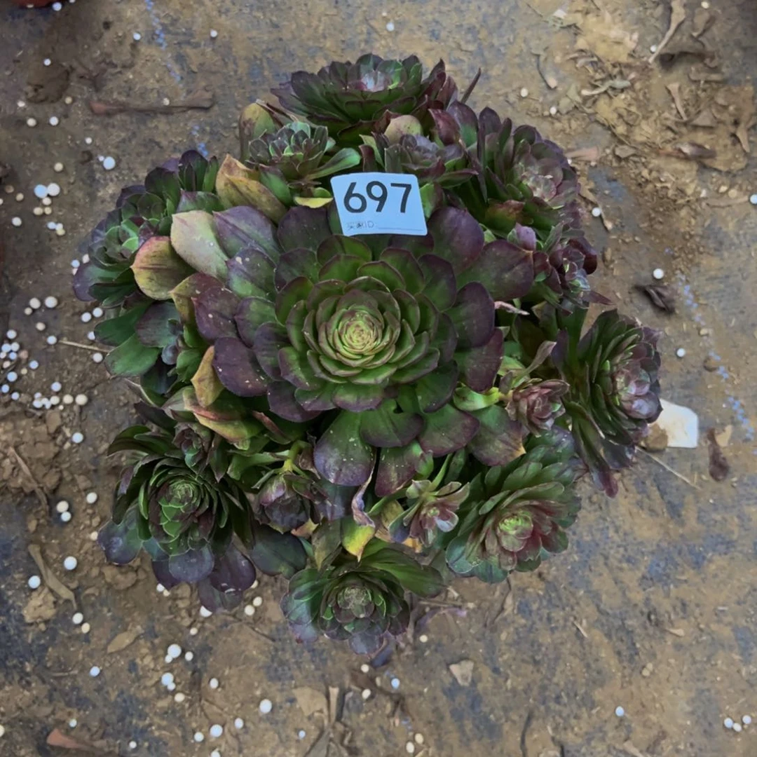 697花月夜多肉植物
