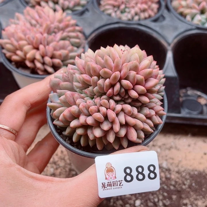 多肉植物多肉植物