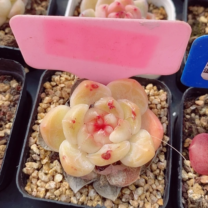 新品4.5cm多肉植物