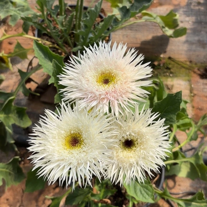 原盆原土一加仑非洲菊娇阳