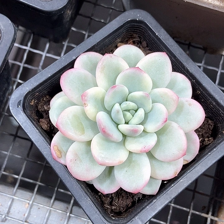 家***湾白马锦多肉植物的