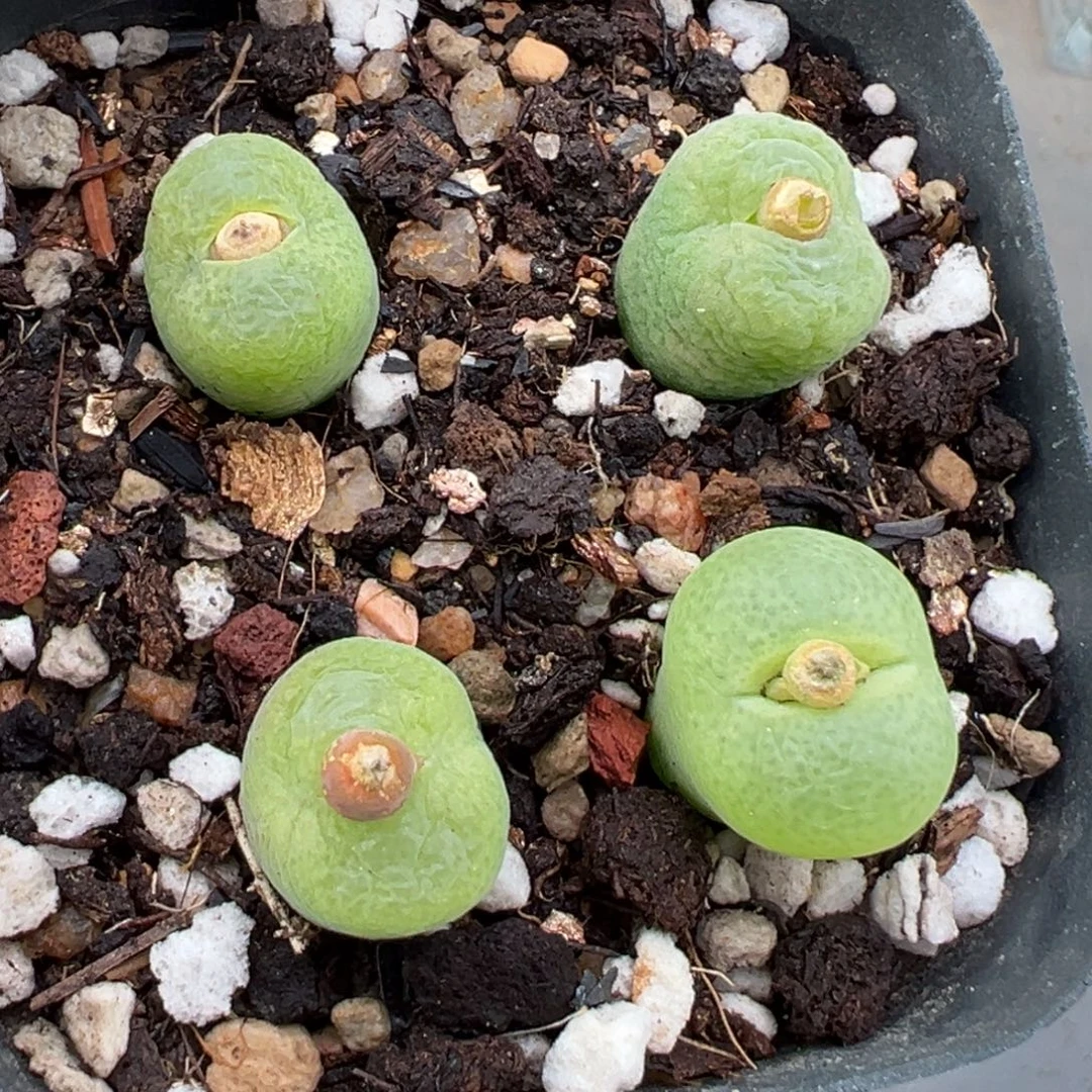 11.8好看的多肉脱土发货737