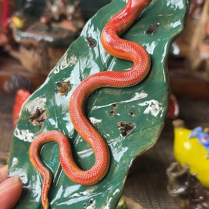 蛇香插叶子1223333333332222