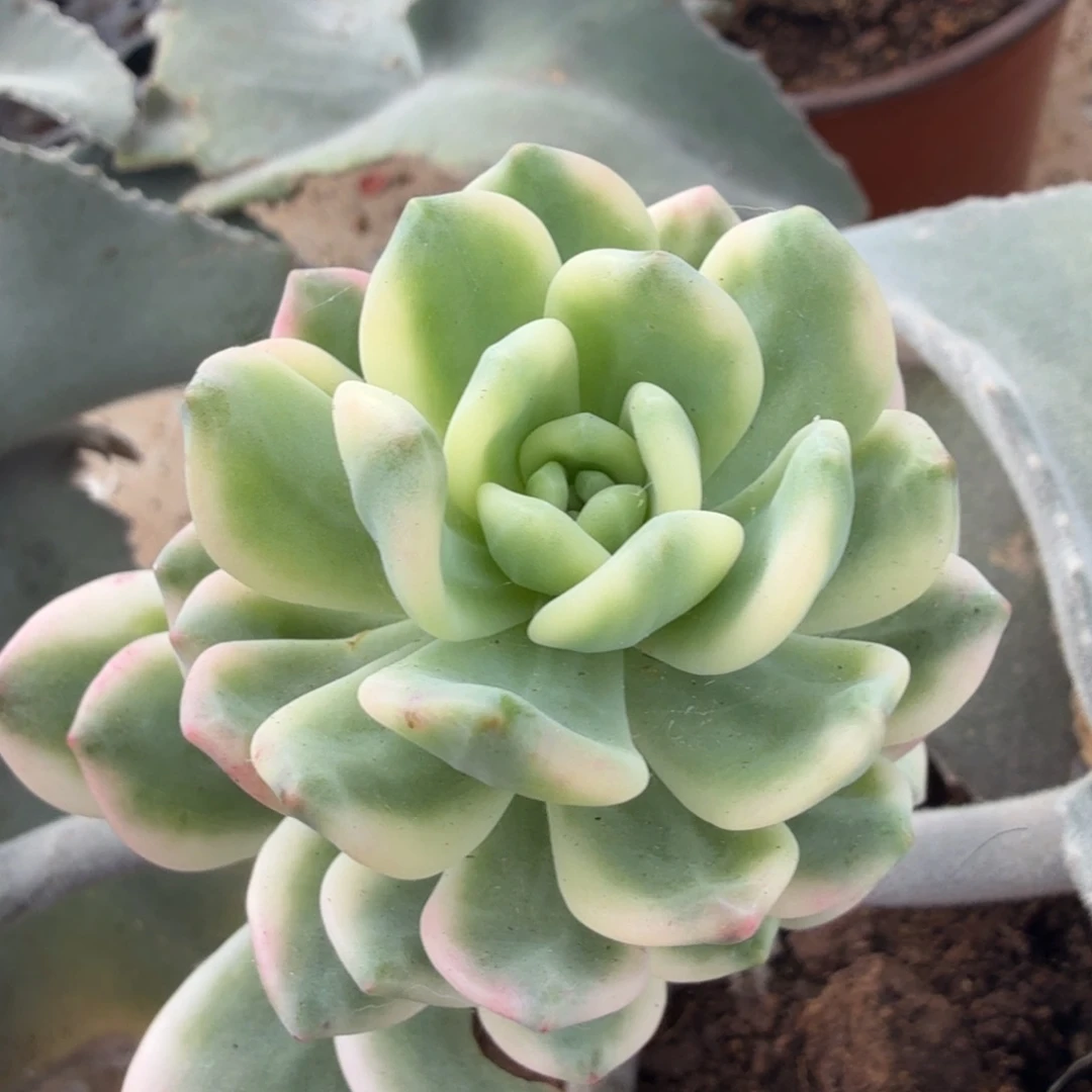 拉萨锦腹轮锦一颗