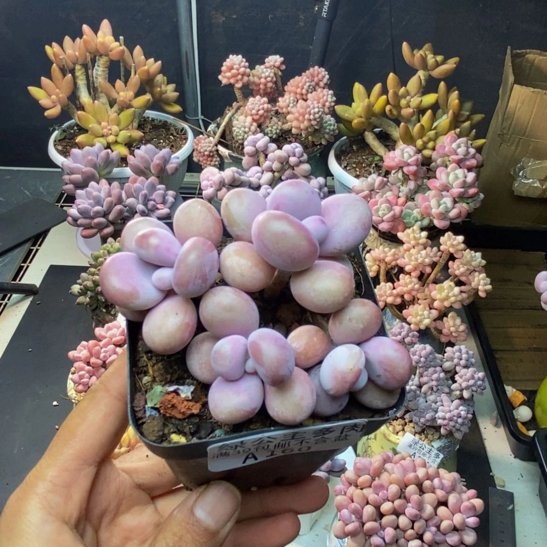 160腰子桃蛋多肉6c m