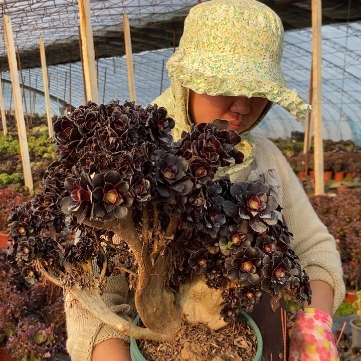 漳****提259欧紫缀化老桩朵朵