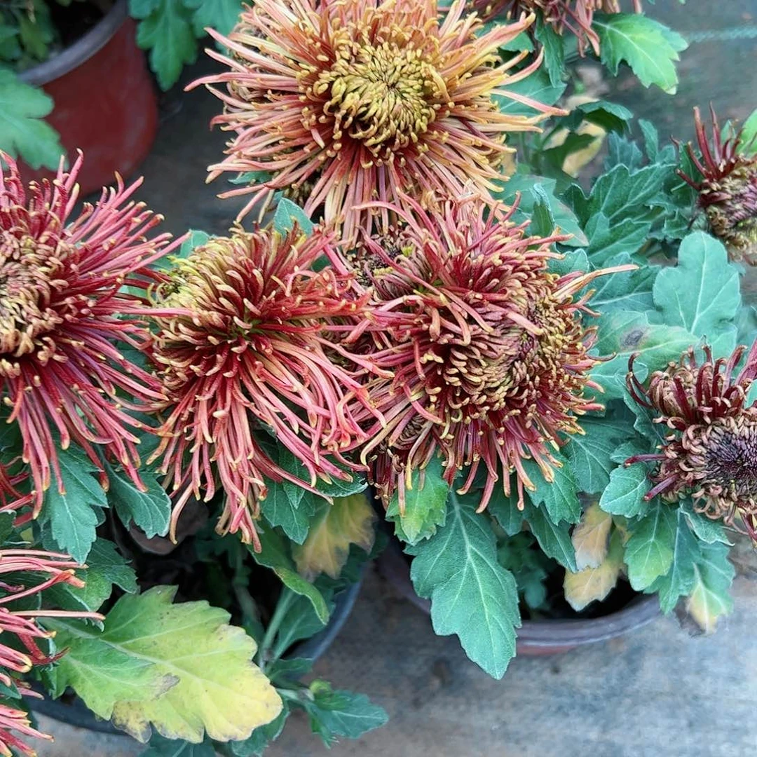 完全开放咖啡小姐带盘