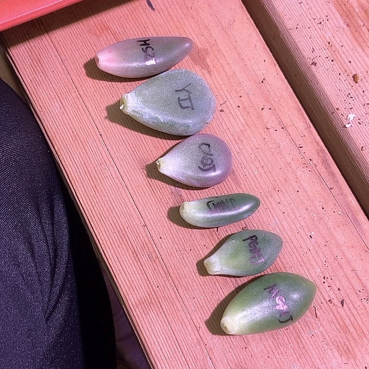 一组美肉锦基因多肉包邮