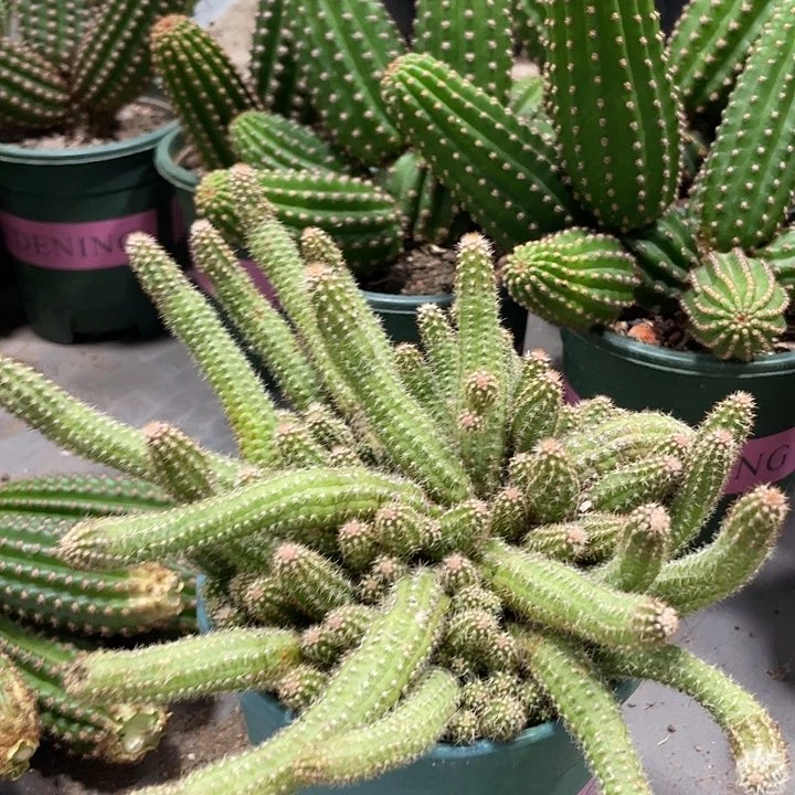 新品群生进口白檀米开朗基罗