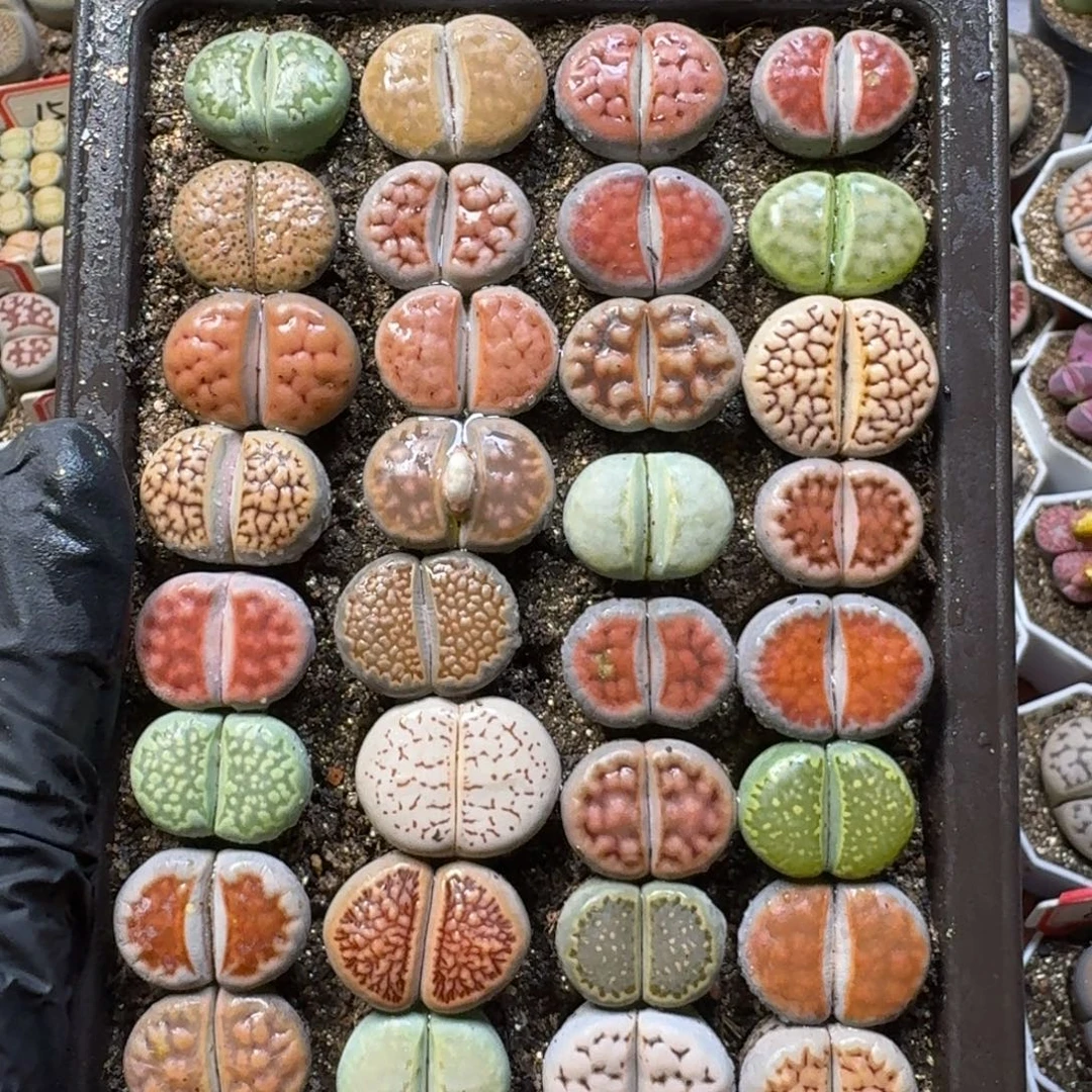 生石花1111裸根带盆土。  97