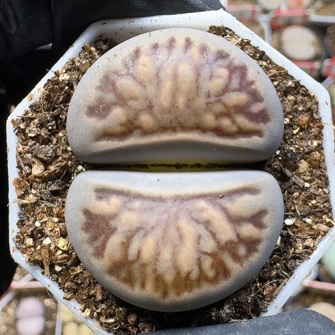 零****生石花11111。   105