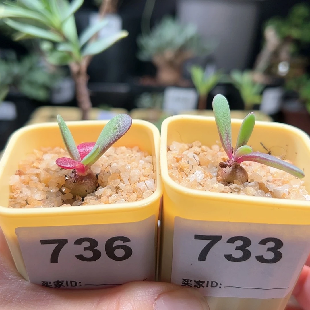 任意一颗何丽厚敦菊带盆发货