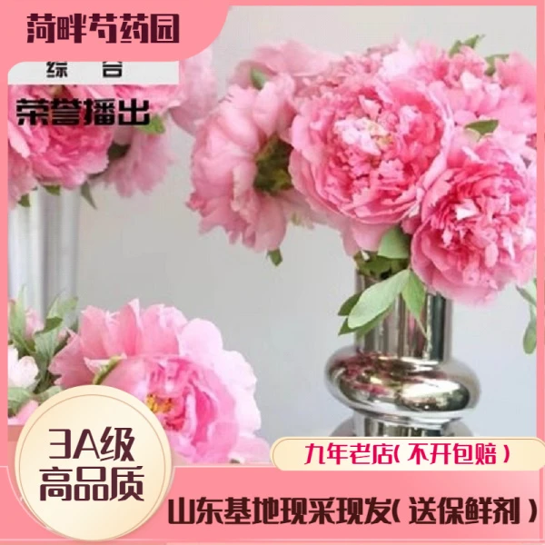 【现货】芍药鲜花重瓣家用插花花束云南鲜切花情人节春节菏泽基地