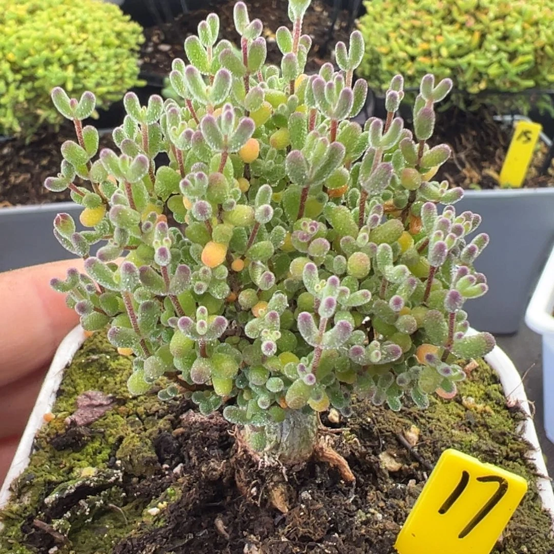 跳跳糖枝干17号8cm盆