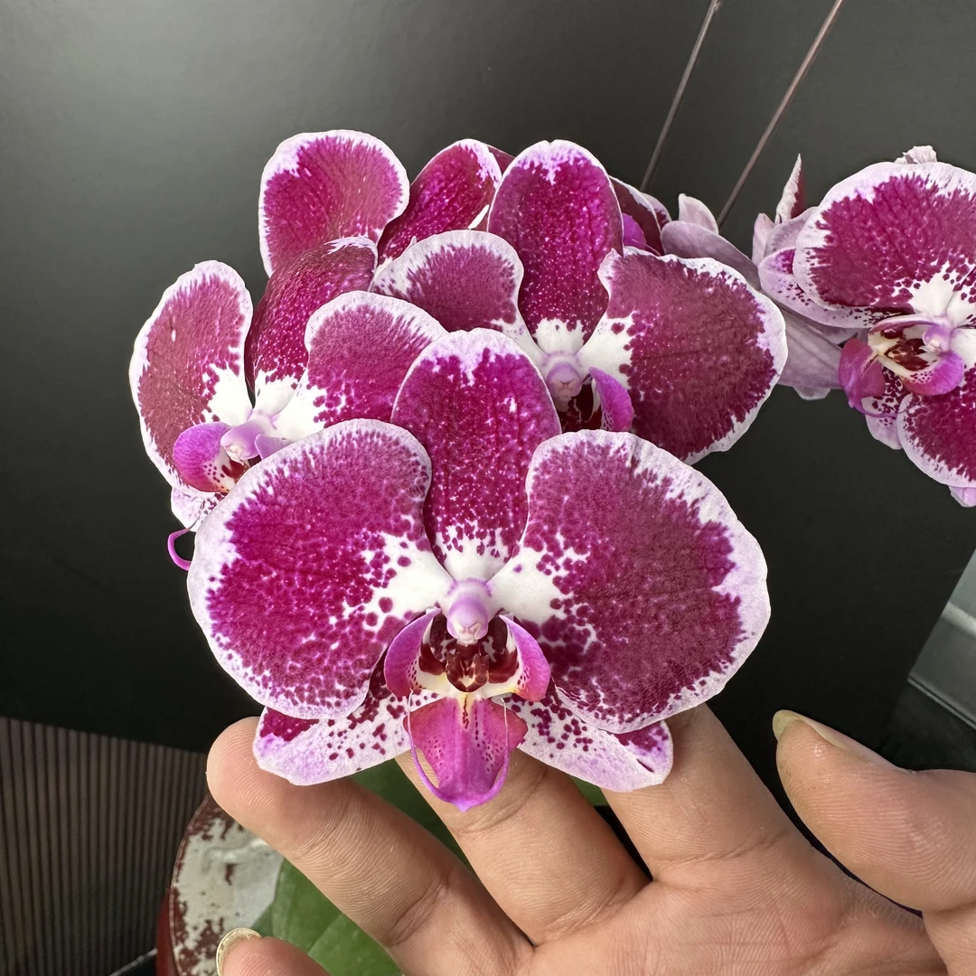 予兰花卉（天后）3.5寸杯全花发货