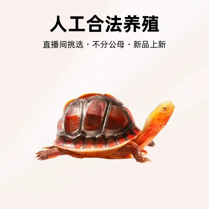 黄缘龟幼龟安缘龟苗闭壳观赏宠物乌龟活体