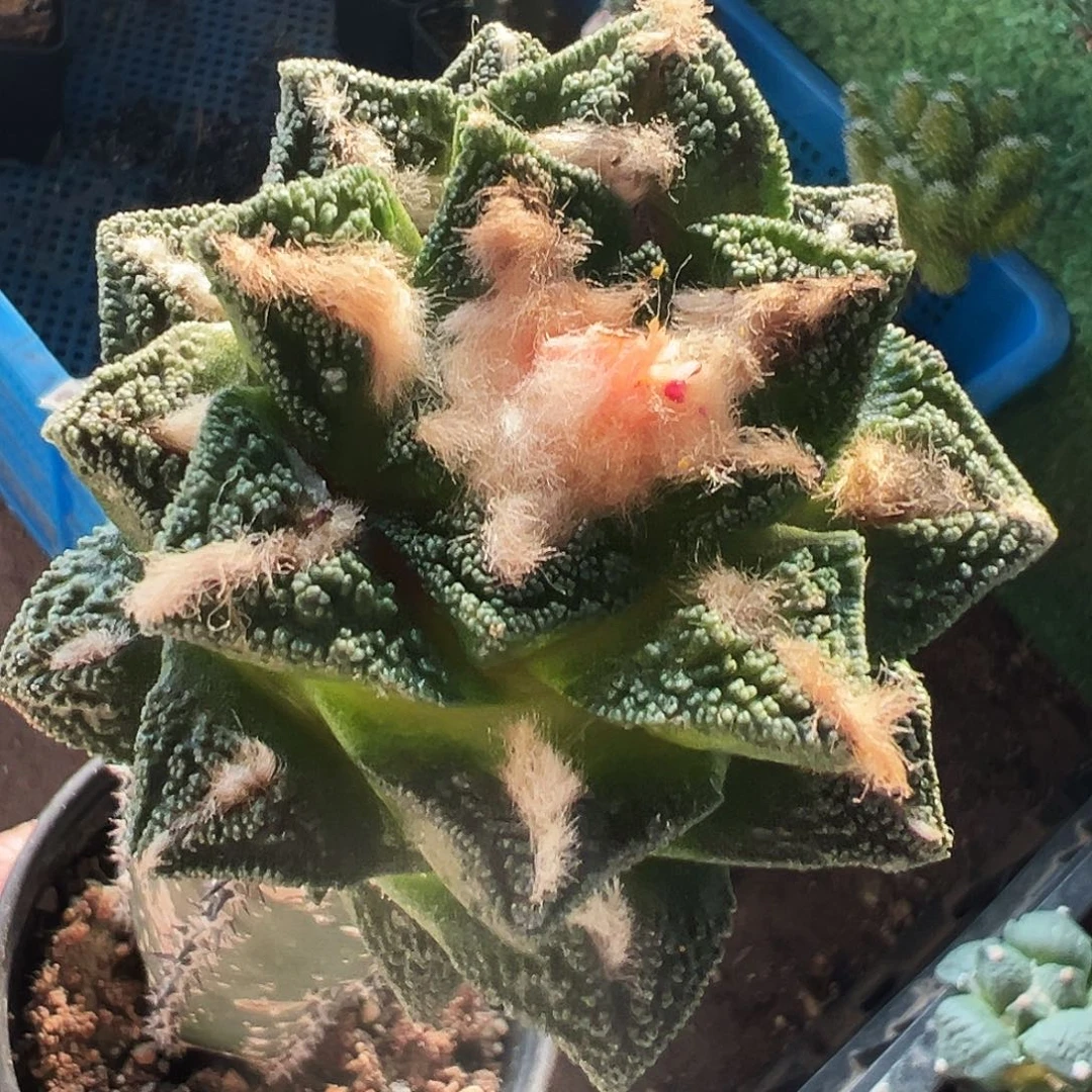 无花朵福利辛顿牡丹029