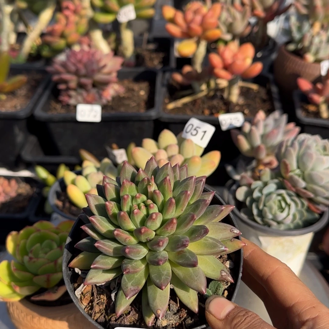 095号一物一拍一物一拍