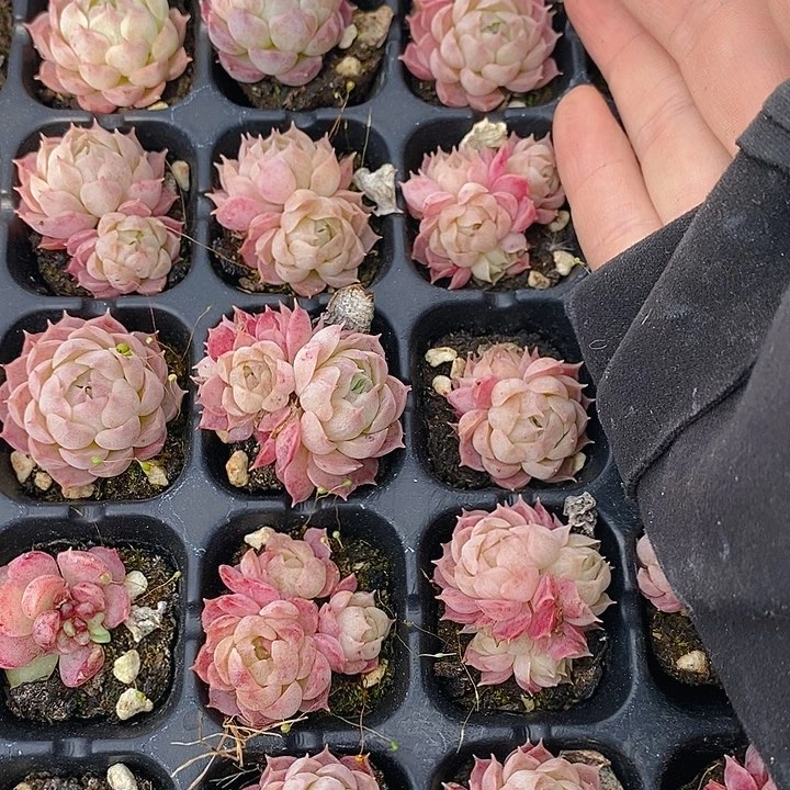 217 多肉植物盆栽花卉植物