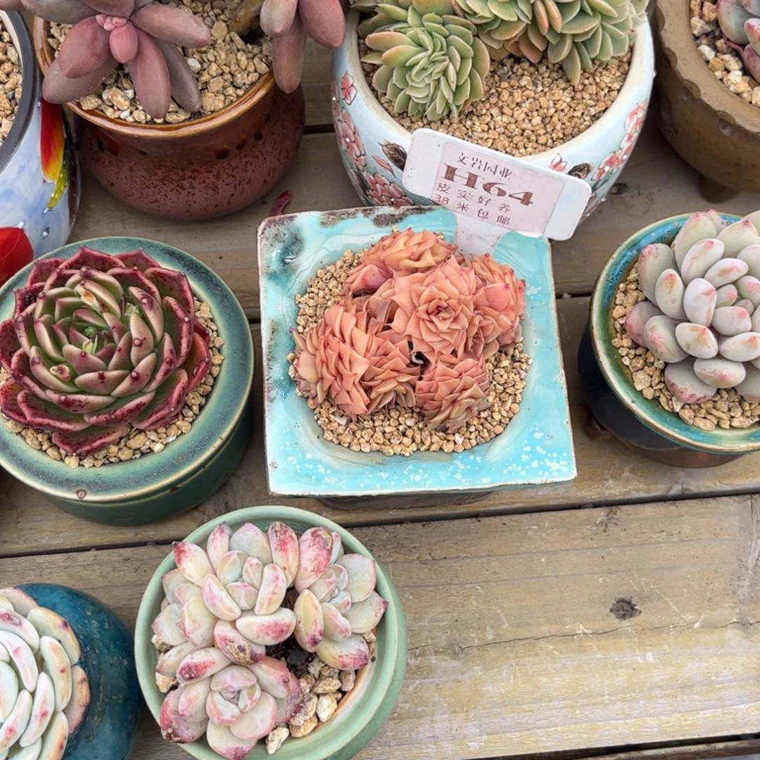 丫*多肉植物111111