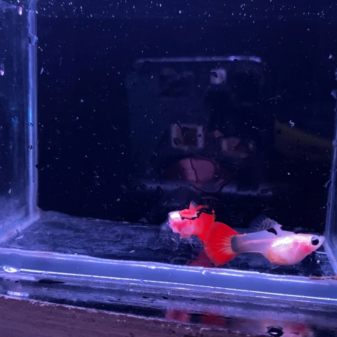 孔雀鱼玻璃猫一对