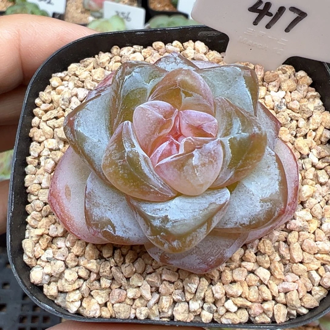 417号雪瓷 晗雨多肉